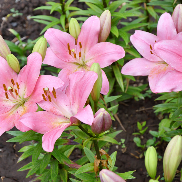 Lilium Asiflorum - Pink - 5 bulbs p-pack