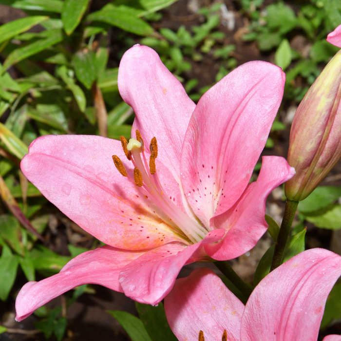 Lilium Asiflorum - Pink - 5 bulbs p-pack