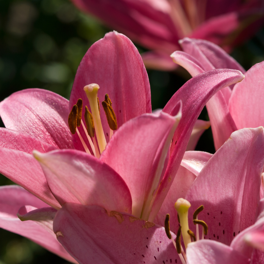 ルルルン(pinkapril) Lilium Asiflorum - Pink - 5 bulbs p-pack — Hadeco.co.za