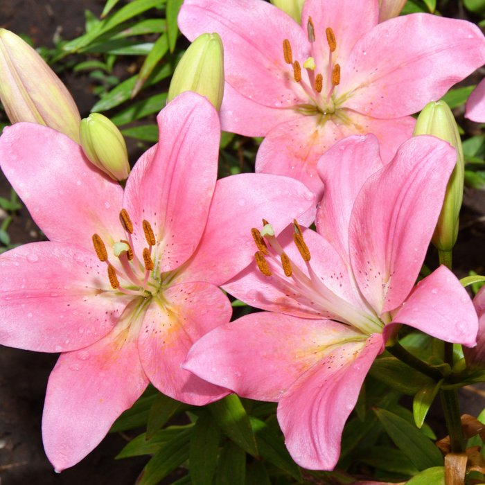 Lilium Asiflorum - Pink - 5 bulbs p-pack
