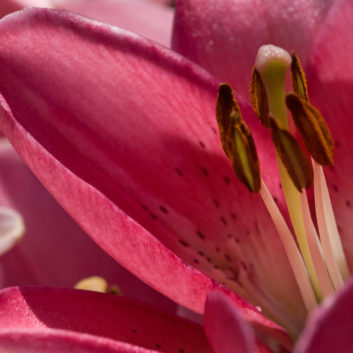 Lilium Asiflorum - Pink - 5 bulbs p-pack
