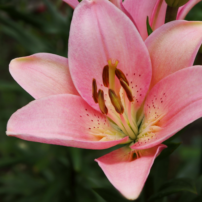 Lilium Asiflorum - Pink - 5 bulbs p-pack