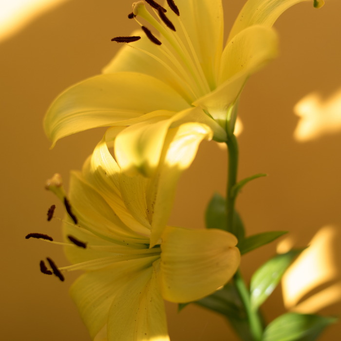 Lilium Asiflorum - Yellow - 5 bulbs p-pack
