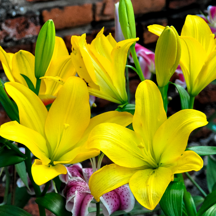 Lilium Asiflorum - Yellow - 5 bulbs p-pack