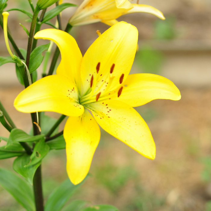 Lilium Asiflorum - Yellow - 5 bulbs p-pack