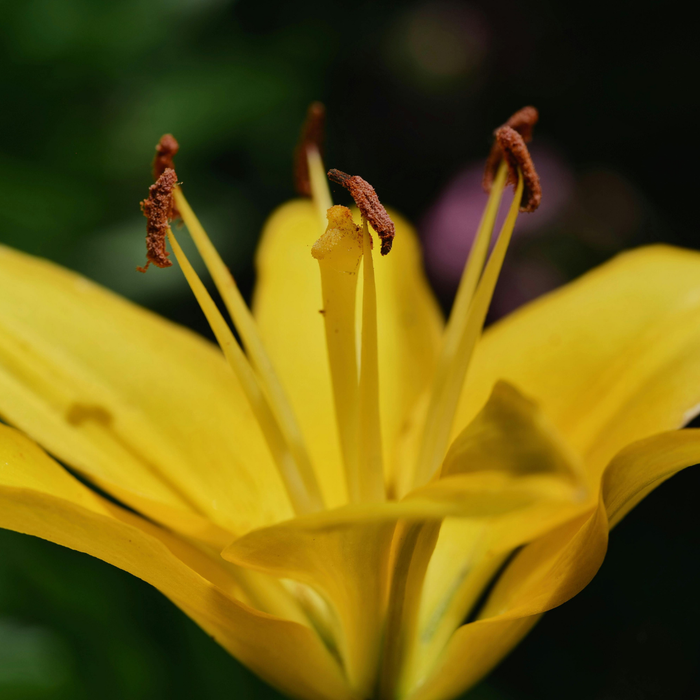 Lilium Asiflorum - Yellow - 5 bulbs p-pack