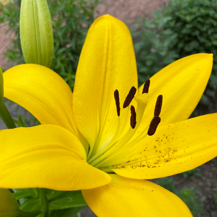 Lilium Asiflorum - Yellow - 5 bulbs p-pack