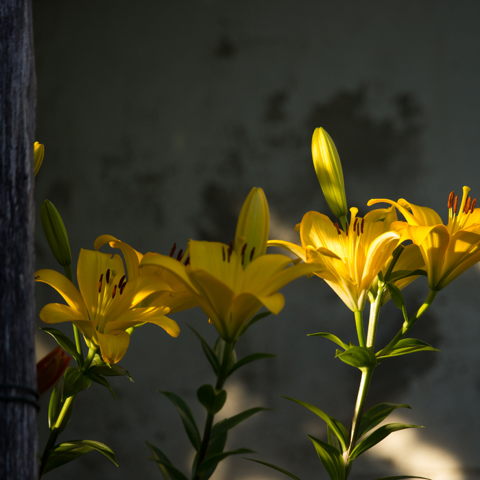 Lilium Asiflorum - Yellow - 5 bulbs p-pack
