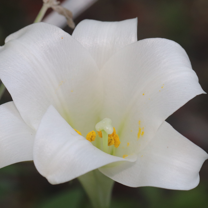 Lilium Longiflorum - Snow Queen - 5 bulbs p-pack