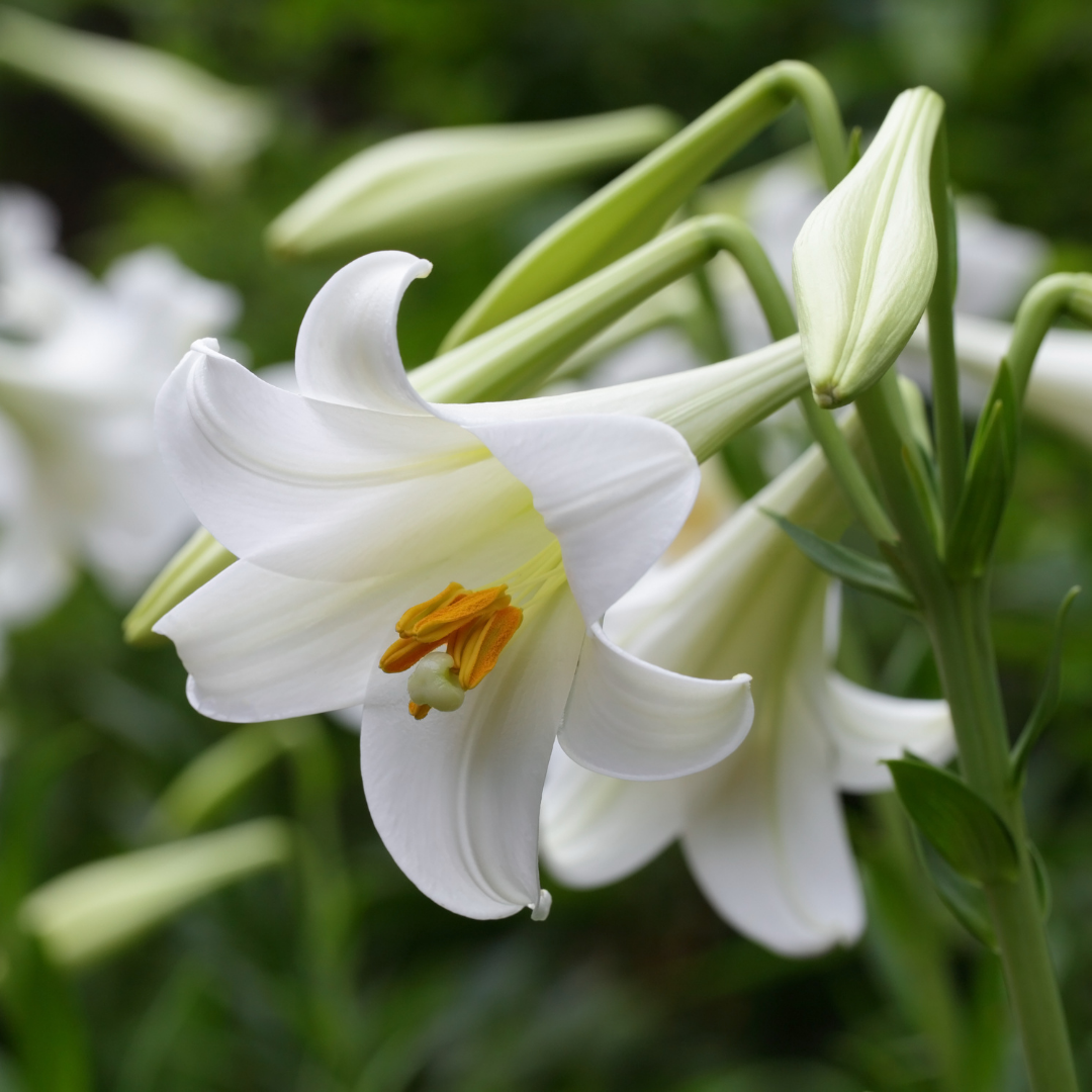 Lilium Longiflorum - Snow Queen - 5 bulbs p-pack — Hadeco.co.za