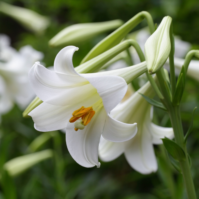 Lilium Longiflorum - Snow Queen - 5 bulbs p-pack