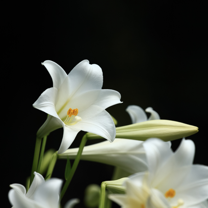 Lilium Longiflorum - Snow Queen - 5 bulbs p-pack