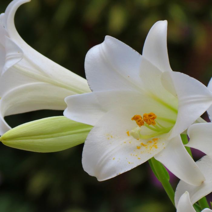Lilium Longiflorum - Snow Queen - 5 bulbs p-pack