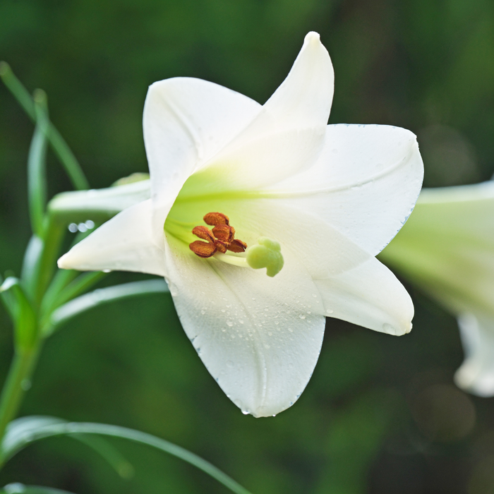 Lilium Longiflorum - Snow Queen - 5 bulbs p-pack