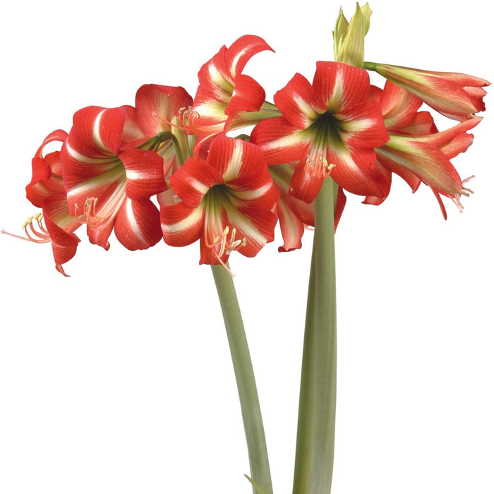 Amaryllis Sonatini - Little Star™ - 2 bulbs p-pack