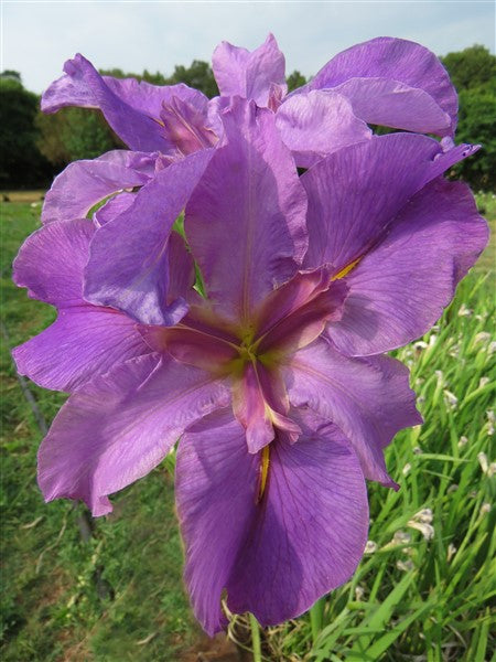 Louisiana Iris - Amethyst - 2 plants p-pack