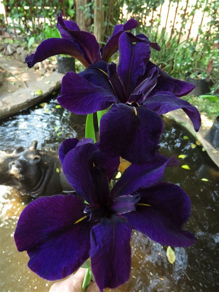 Louisiana Iris - Bout Midnight - 1 plant p-pack