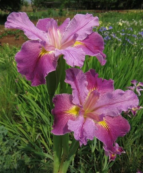 Louisiana Iris - Bubble Gum Ballerina - 1 plant p-pack