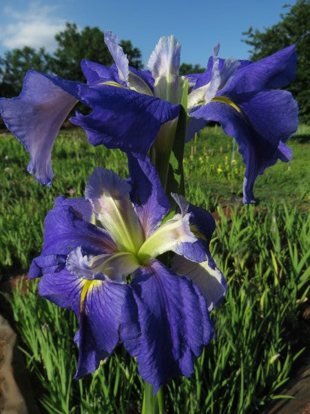 Louisiana Iris - C'est La Motte - 2 plant p-pack