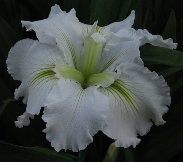 Louisiana Iris - Crushed Ice - 1 plant p-pack