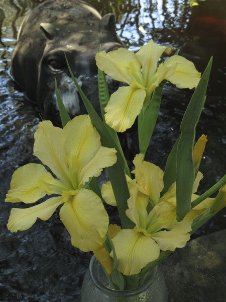 Louisiana Iris - Dural Charm - 2 plants p-pack