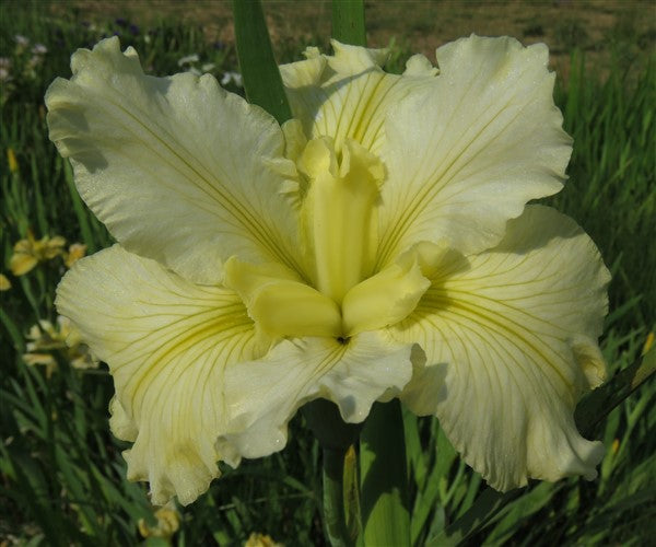 Louisiana Iris - Frosted Moonbeam - 2 plants p-pack