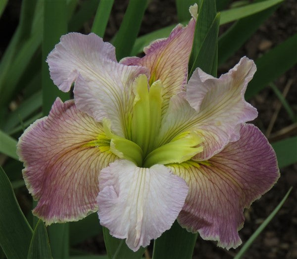 Louisiana Iris - Heather Pryor - 2 plants p-pack