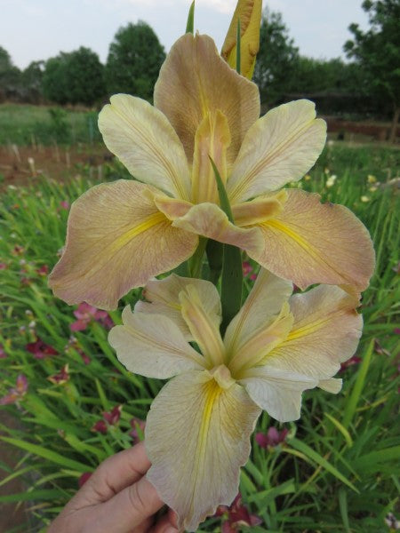 Louisiana Iris - Honey Star - 2 plants p-pack