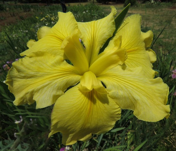 Louisiana Iris - Koorawatha - 2 plants p-pack