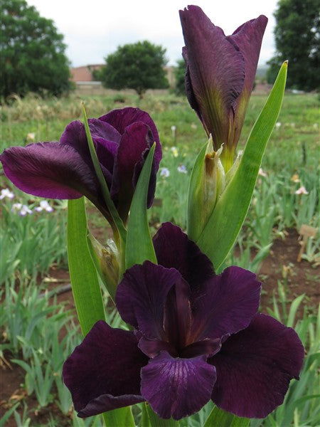 Louisiana Iris - Martha Lisa - 1 plant p-pack