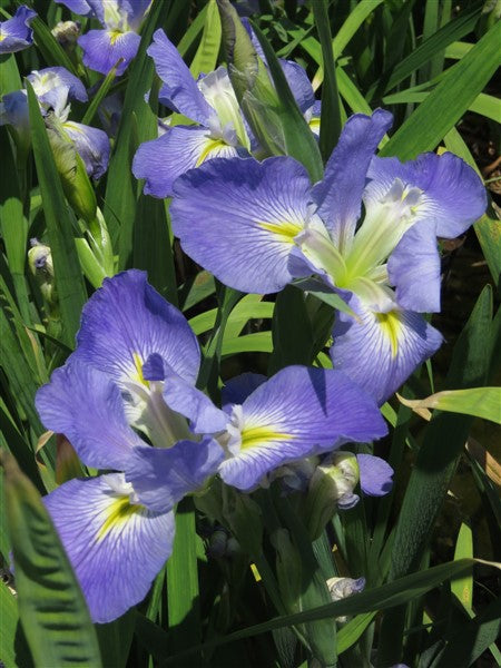 Louisiana Iris - Summer Skies - 2 plants p-pack