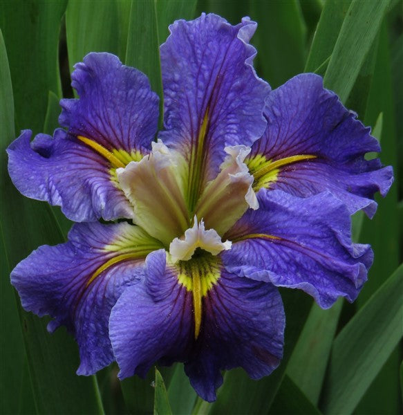 Louisiana Iris - Swords Drawn - 2 plants p-pack