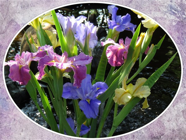 Louisiana Iris - Combo Mixed - 3 plants p-pack (3 different varieties)
