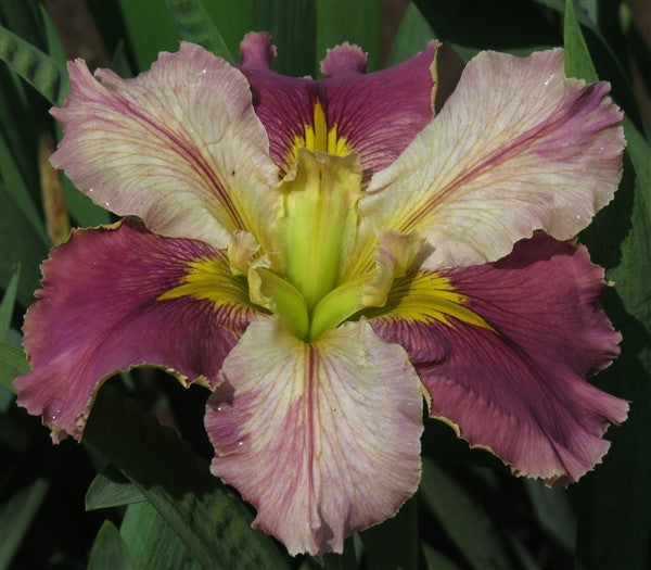 Louisiana Iris - Marble Cake - 1 plant p-pack