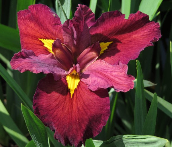 Louisiana Iris - Ann Chowning- 2 plants p-pack