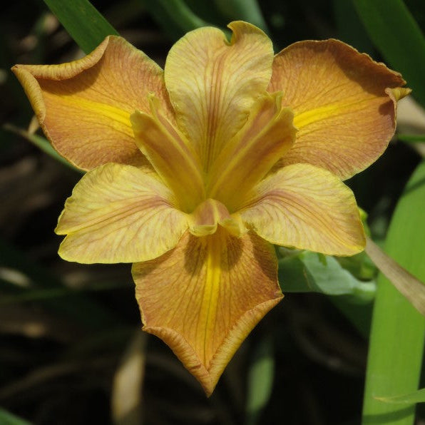 Louisiana Iris