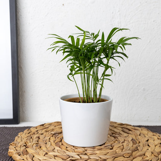 indoor pot plants south africa Love Palm
