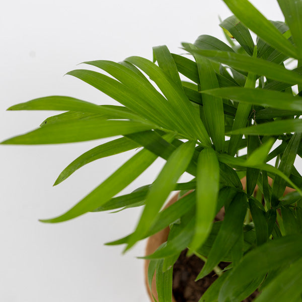 love palm plant Love Palm