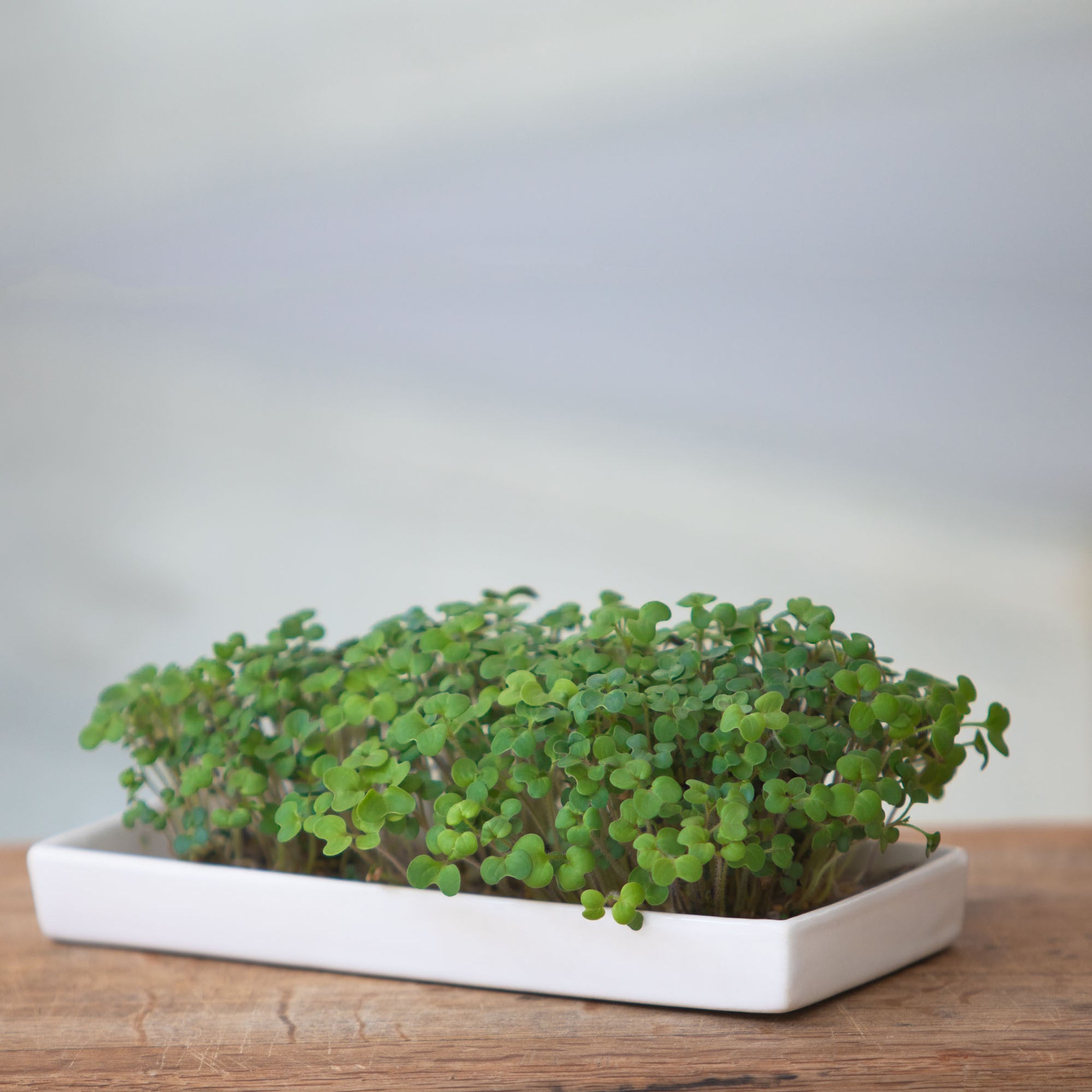 Hadeco.co.za, your blooming gardening journey starts here.
