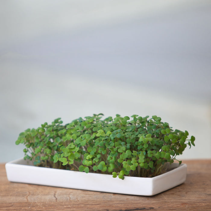 Microgreens Seeded Grow Pads - Starter Kit