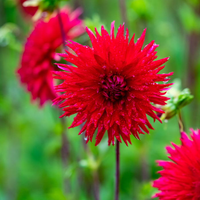 Dahlia Cactus - Ma Jolie - 1 bulb p-pack