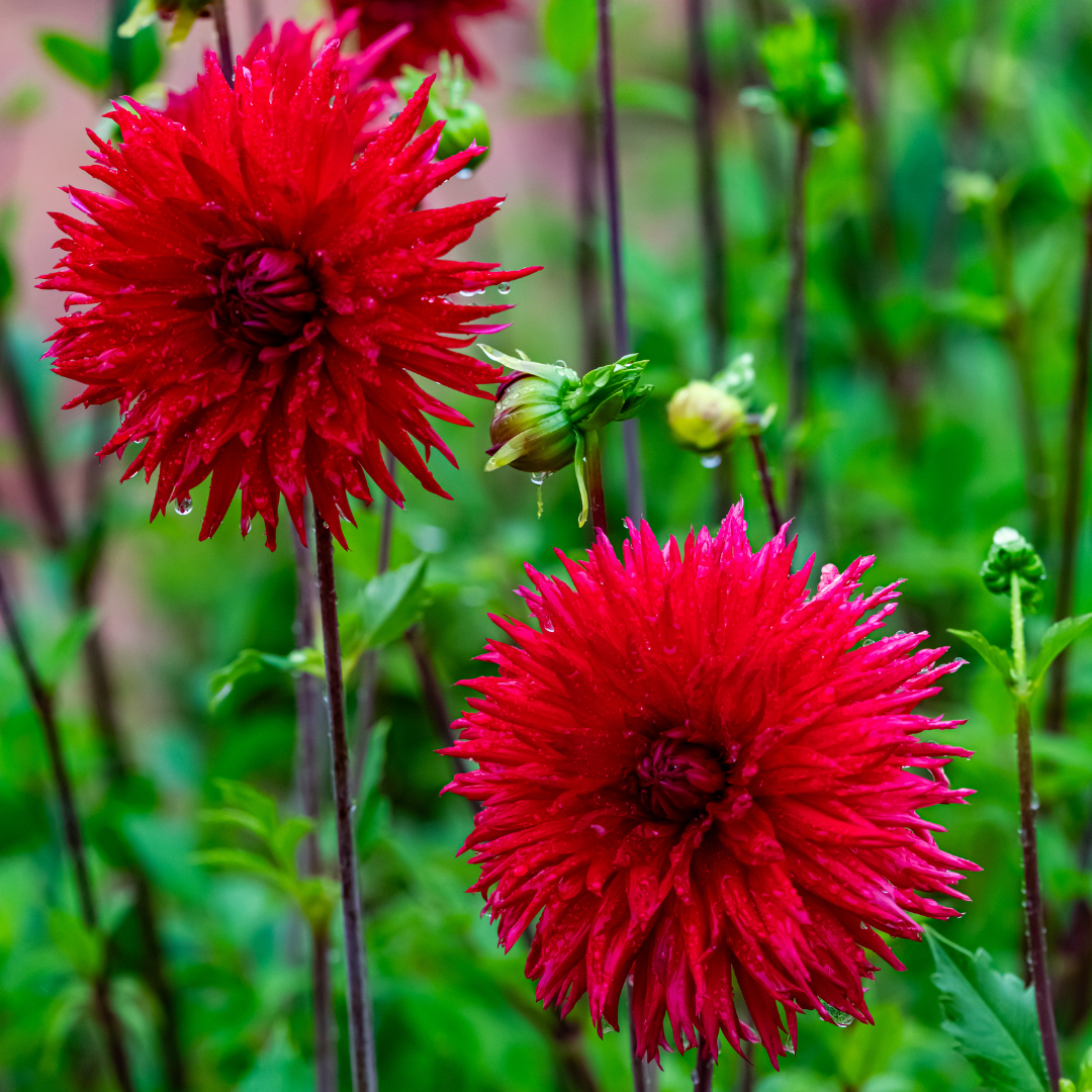 Dahlia Cactus - Ma Jolie - 1 bulb p-pack — Hadeco.co.za
