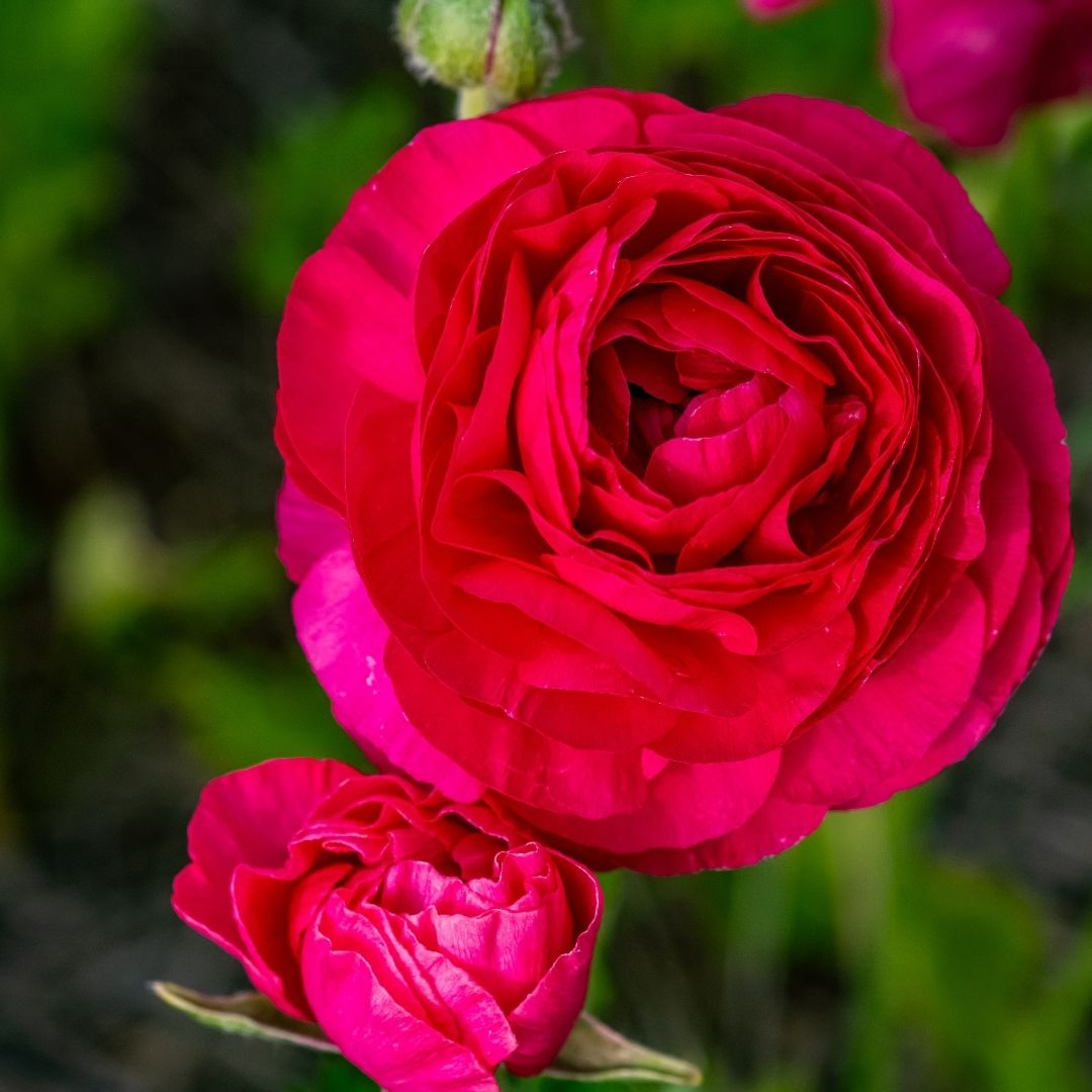 Magenta Ranunculus Ranunculus - Magenta - 25 bulbs p-pack — Hadeco.co.za