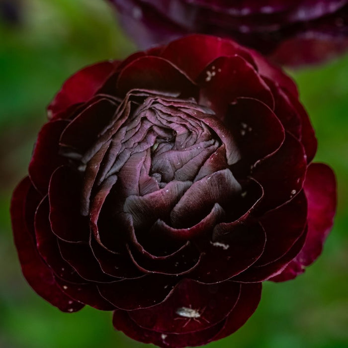 Ranunculus - Mahogany- 25 bulbs p-pack (104)