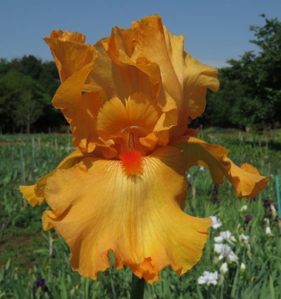 Bearded Iris - Malaguena - 1 Plant Per Pack