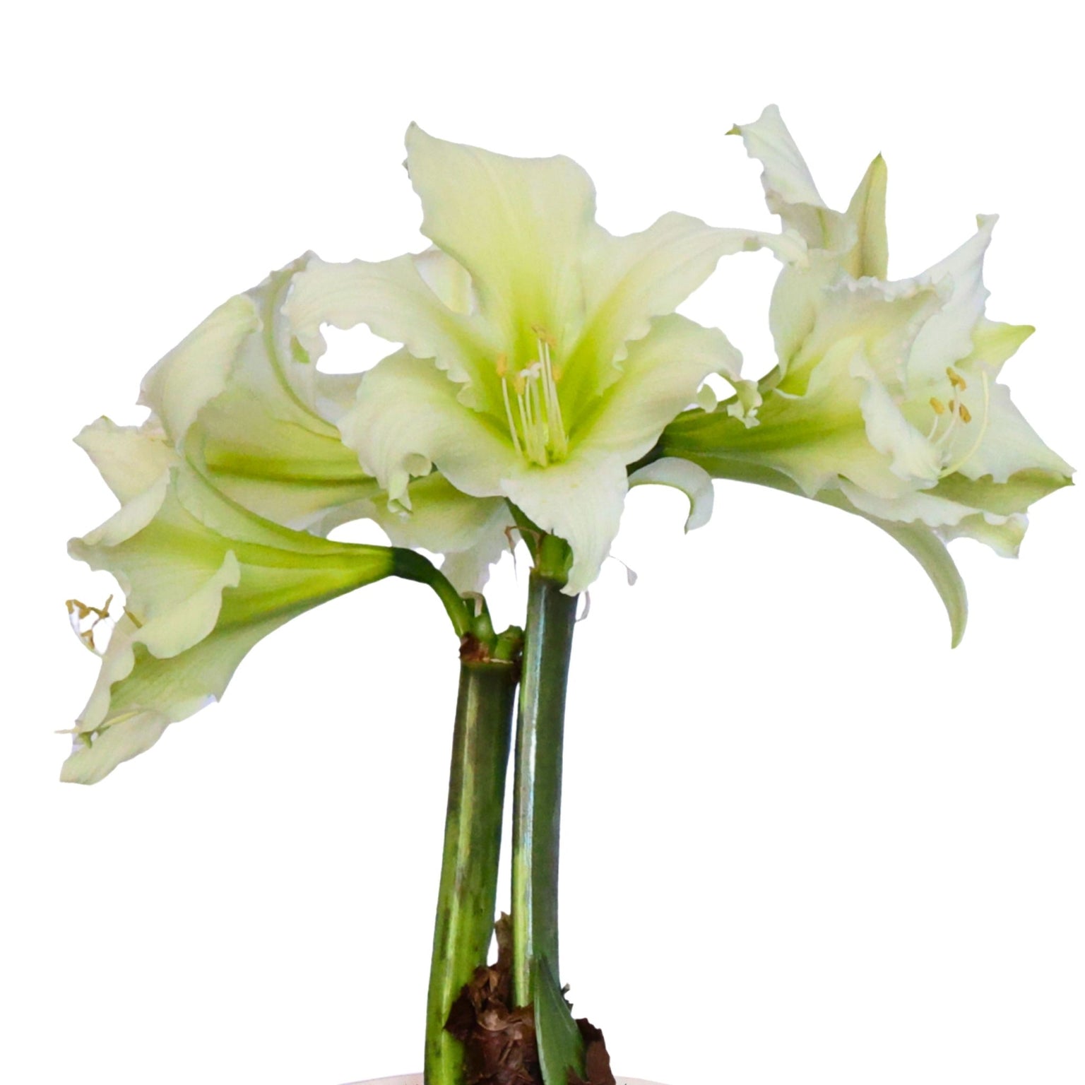 Buy Hadeco Hippeastrum / amaryllis bulbs online — Hadeco.co.za
