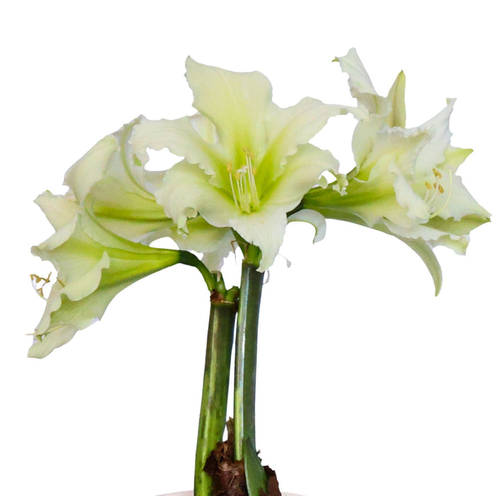 Hippeastrum (amaryllis) Sonatini - Martini - White/Green - 3 bulb p-pack