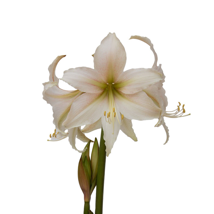 Amaryllis Sonata Single - Marula®- 1 bulbs p-pack