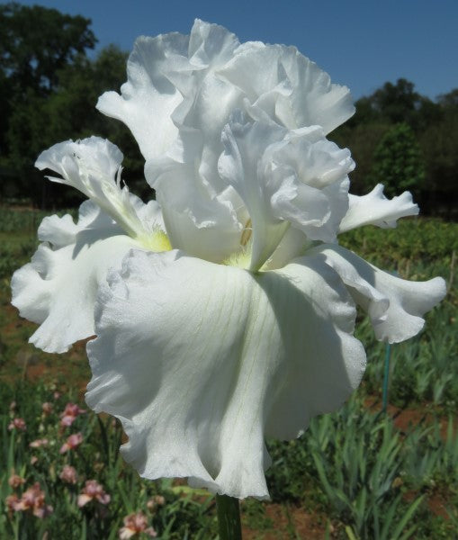 Bearded Iris - Mesmerizer- 1 Plant Per Pack