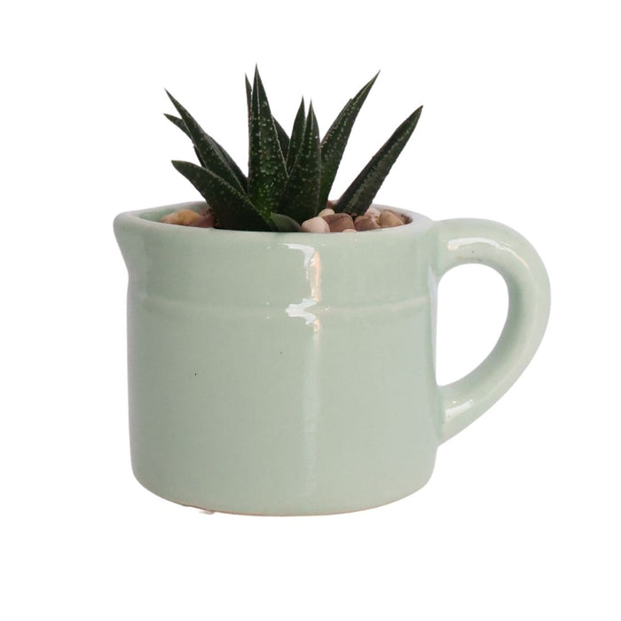 Potted Succulent – Ceramic Jug (Purple, Pink & Green) - D7cm